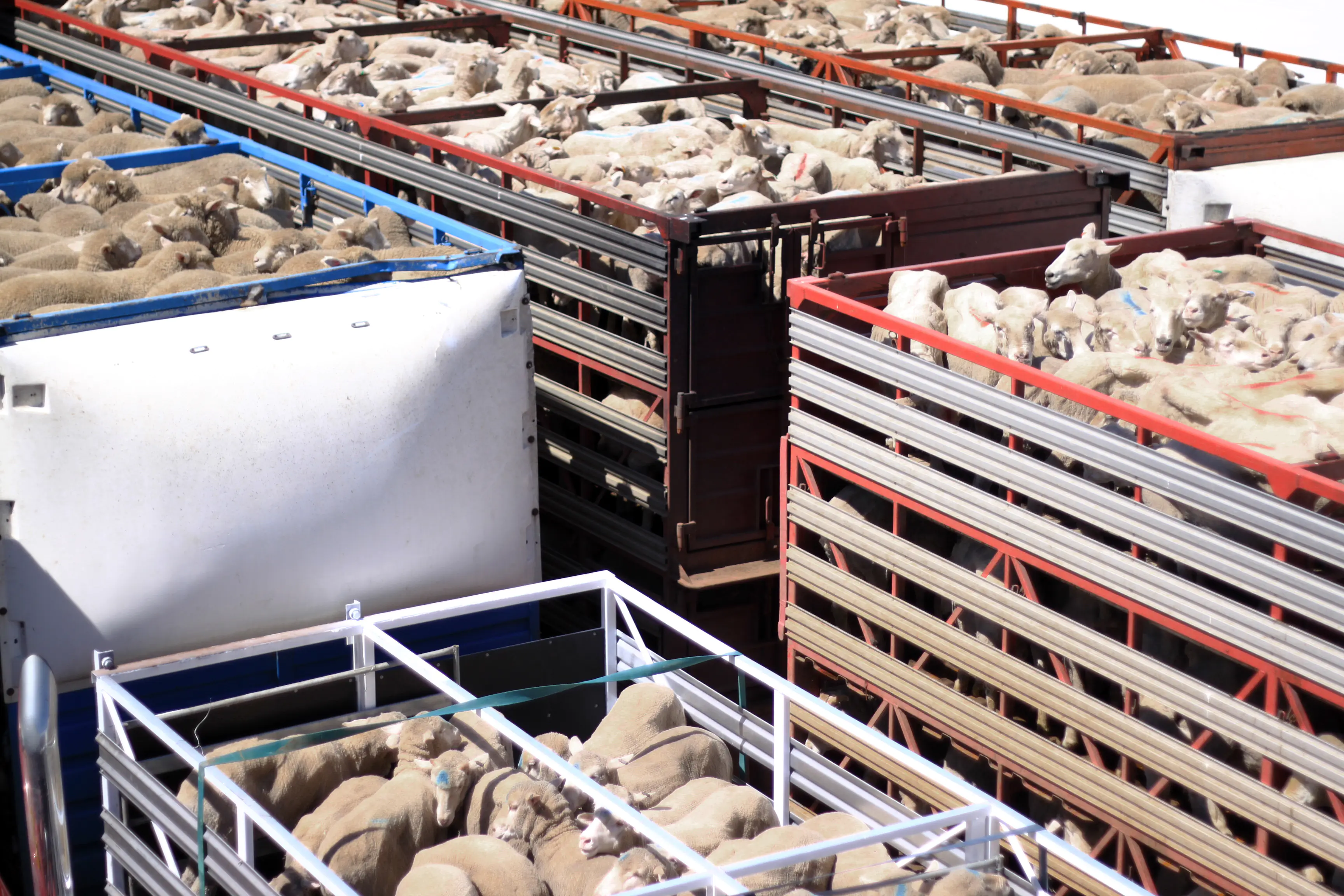 Caminhões carregando carga viva