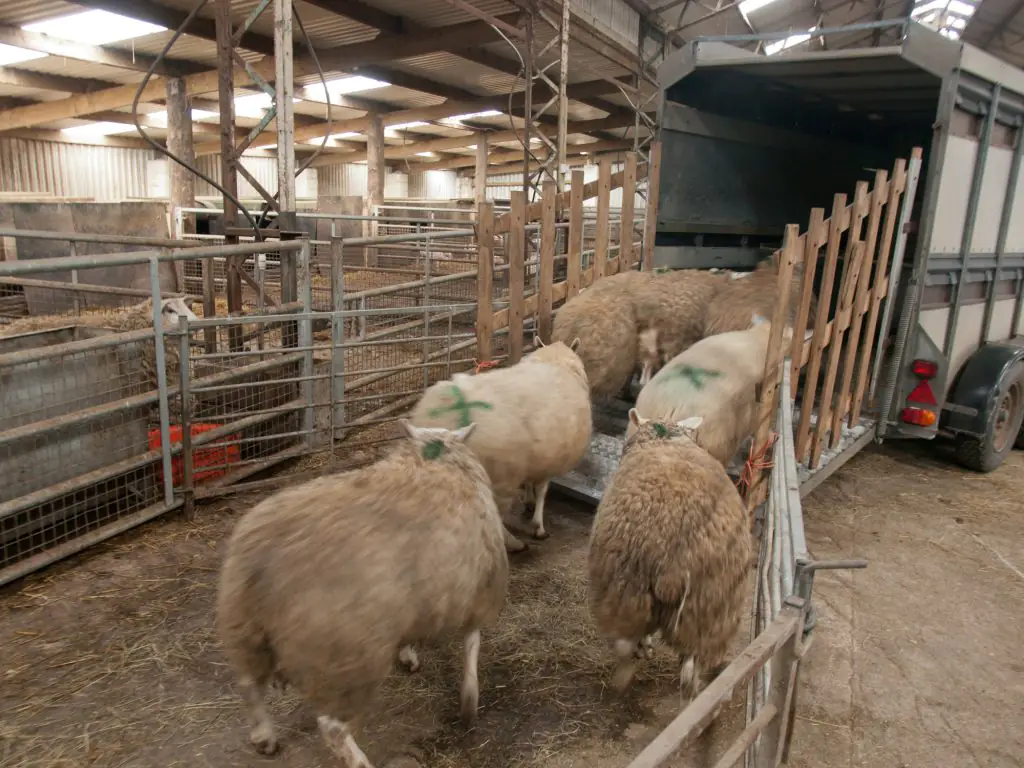 Ovelhas sendo conduzidas ao transporte.